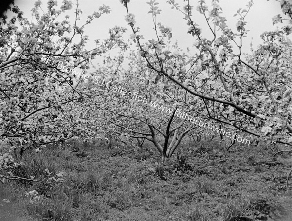 BENBURB GARDEN